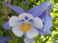 Swan Series Columbine  / Aquilegia caerulea 